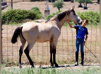 Altre razze, Stallone, 2 Anni, 157 cm, Pelle di daino