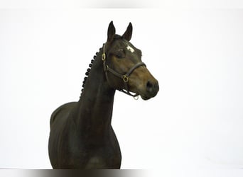 Altre razze, Stallone, 2 Anni, 160 cm, Baio scuro