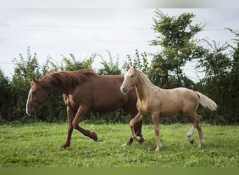 Altre razze Mix, Stallone, 2 Anni, 175 cm, Palomino
