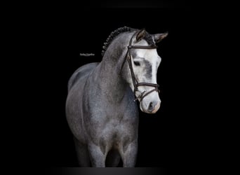 Altre razze, Stallone, 3 Anni, 144 cm