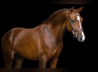 Altre razze, Stallone, 3 Anni, 146 cm, Sauro