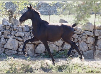 Altre razze, Stallone, 3 Anni, 153 cm, Morello