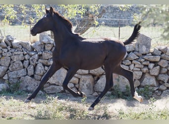 Altre razze, Stallone, 3 Anni, 153 cm, Morello