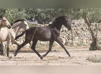 Altre razze, Stallone, 3 Anni, 153 cm, Morello