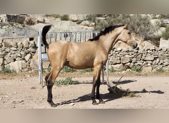 Altre razze, Stallone, 3 Anni, 154 cm, Pelle di daino