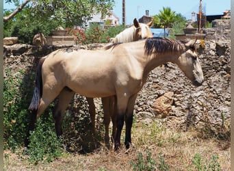 Altre razze, Stallone, 3 Anni, 157 cm, Pelle di daino