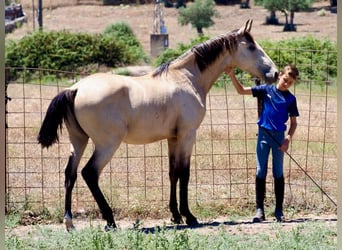 Altre razze, Stallone, 3 Anni, 157 cm, Pelle di daino