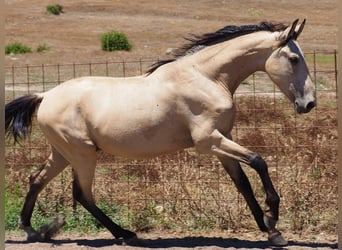 Altre razze, Stallone, 3 Anni, 157 cm, Pelle di daino
