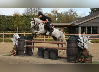 Altre razze, Stallone, 4 Anni, 144 cm