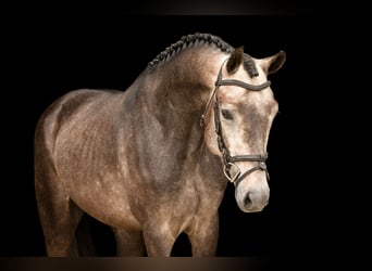 Altre razze, Stallone, 4 Anni, 148 cm, Grigio