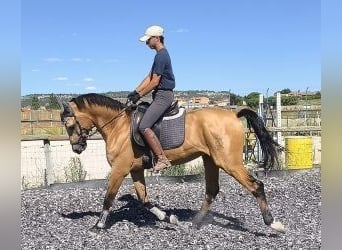 Altre razze Mix, Stallone, 4 Anni, 162 cm, Overo-tutti i colori