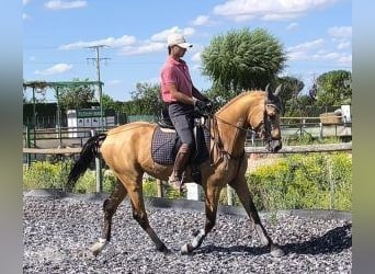 Altre razze Mix, Stallone, 4 Anni, 162 cm, Overo-tutti i colori