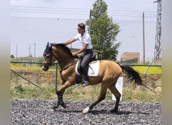 Altre razze Mix, Stallone, 4 Anni, 162 cm, Overo-tutti i colori