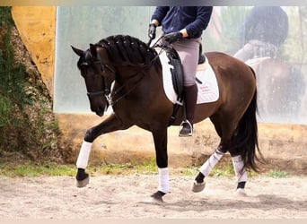 Altre razze, Stallone, 4 Anni, 163 cm, Morello