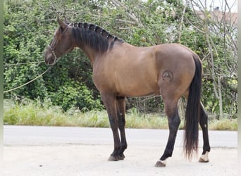Altre razze, Stallone, 4 Anni, 163 cm, Morello