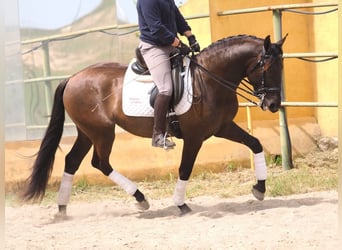 Altre razze, Stallone, 4 Anni, 163 cm, Morello