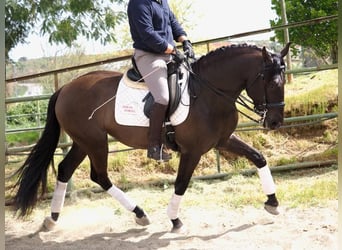 Altre razze, Stallone, 4 Anni, 163 cm, Morello