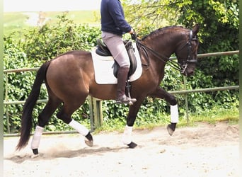Altre razze, Stallone, 4 Anni, 163 cm, Morello