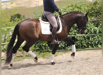 Altre razze, Stallone, 4 Anni, 163 cm, Morello