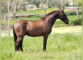 Altre razze, Stallone, 4 Anni, 163 cm, Morello