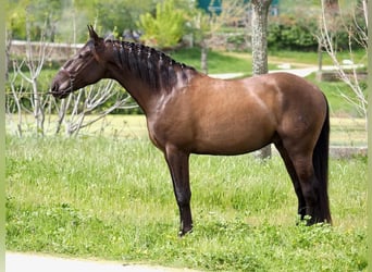 Altre razze, Stallone, 4 Anni, 163 cm, Morello