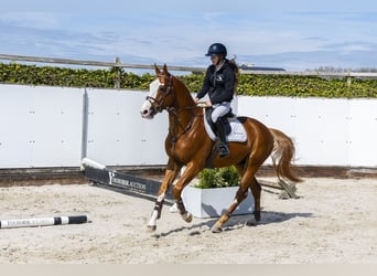 Altre razze, Stallone, 4 Anni, 164 cm, Sauro