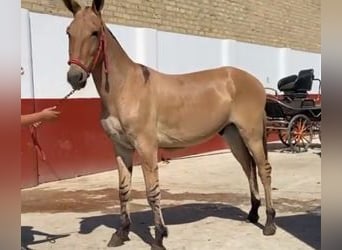 Altre razze Mix, Stallone, 5 Anni, 153 cm, Overo-tutti i colori