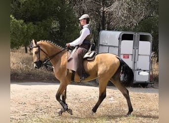 Altre razze Mix, Stallone, 5 Anni, 162 cm, Overo-tutti i colori