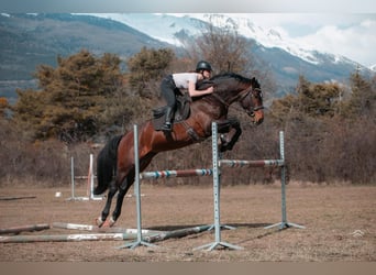 Altre razze, Stallone, 5 Anni, 165 cm, Baio scuro