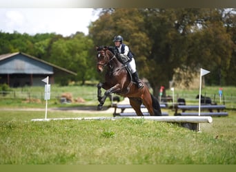 Altre razze, Stallone, 5 Anni, 165 cm, Baio scuro