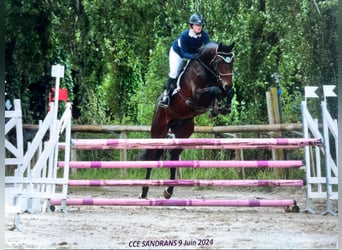 Altre razze, Stallone, 5 Anni, 165 cm, Baio scuro