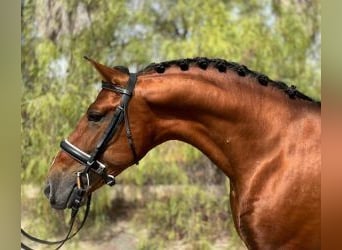 Altre razze Mix, Stallone, 6 Anni, 163 cm, Baio ciliegia