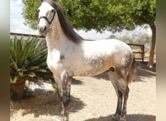 Altre razze Mix, Stallone, 6 Anni, 165 cm, Grigio