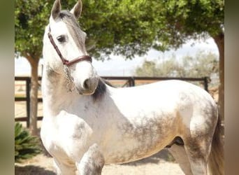 Altre razze Mix, Stallone, 6 Anni, 165 cm, Grigio