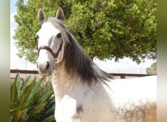 Altre razze Mix, Stallone, 6 Anni, 165 cm, Grigio