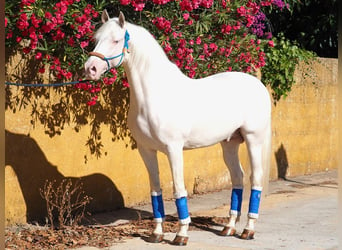 Altre razze, Stallone, 7 Anni, 160 cm, Perlino