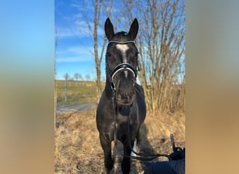 Altre razze, Stallone, 7 Anni, 164 cm, Morello