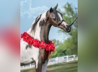 Altre razze, Stallone, 8 Anni, 115 cm, Tobiano-tutti i colori