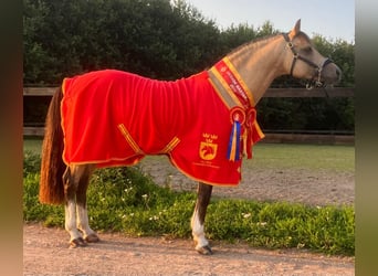 Altre razze, Stallone, 8 Anni, 145 cm, Pelle di daino