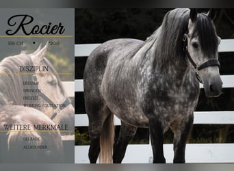 Altre razze, Stallone, 8 Anni, 157 cm, Grigio ferro
