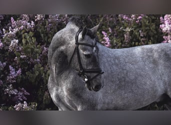 Altre razze, Stallone, 8 Anni, 163 cm, Grigio