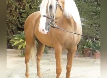 Altre razze Mix, Stallone, 8 Anni, 166 cm, Overo-tutti i colori