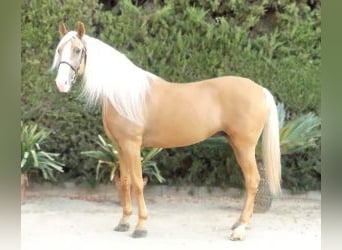 Altre razze Mix, Stallone, 8 Anni, 166 cm, Overo-tutti i colori