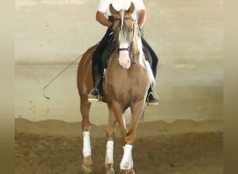Altre razze Mix, Stallone, 8 Anni, 166 cm, Overo-tutti i colori