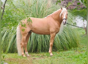 Altre razze Mix, Stallone, 8 Anni, 167 cm, Palomino
