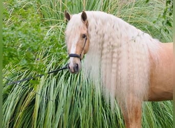 Altre razze Mix, Stallone, 8 Anni, 167 cm, Palomino