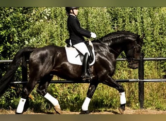 Altre razze, Stallone, 8 Anni, 170 cm, Morello