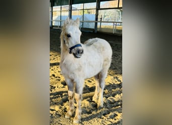 Altre razze, Stallone, Puledri (01/2026), 100 cm, Palomino