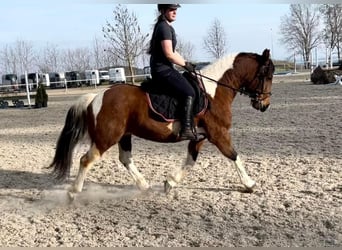 Altri cavalli a sangue caldo, Castrone, 10 Anni, 153 cm, Pezzato