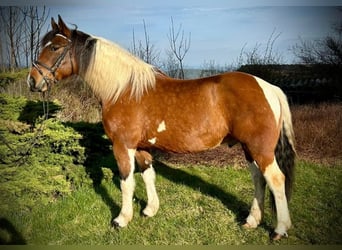 Altri cavalli a sangue caldo, Castrone, 10 Anni, 153 cm, Pezzato